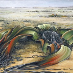 WelwitschiaMirabilis